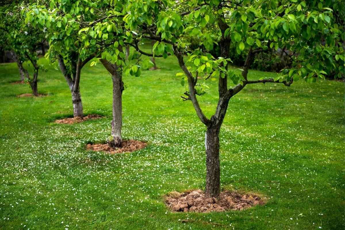 Comment planter et entretenir des arbres fruitiers